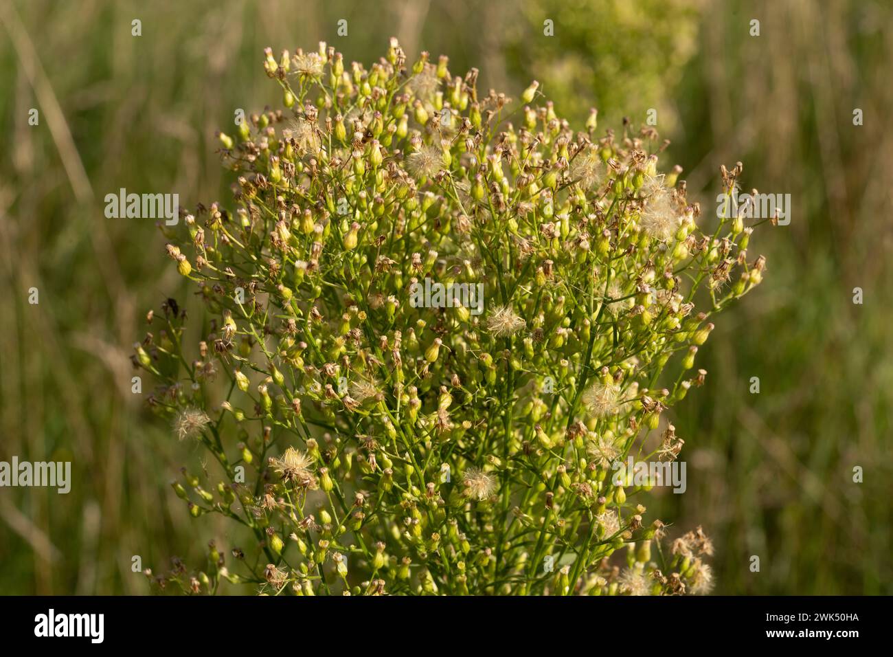 Wilde Herbstblumen - Foto für Wohn- oder Küchendekoration Stockfoto