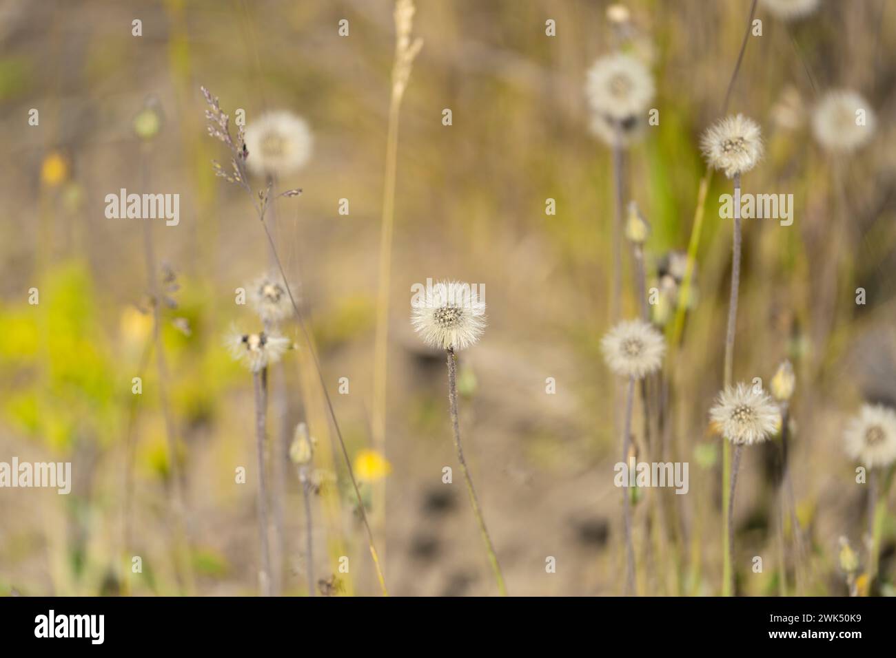 Wilde Herbstblumen - Foto für Wohn- oder Küchendekoration Stockfoto