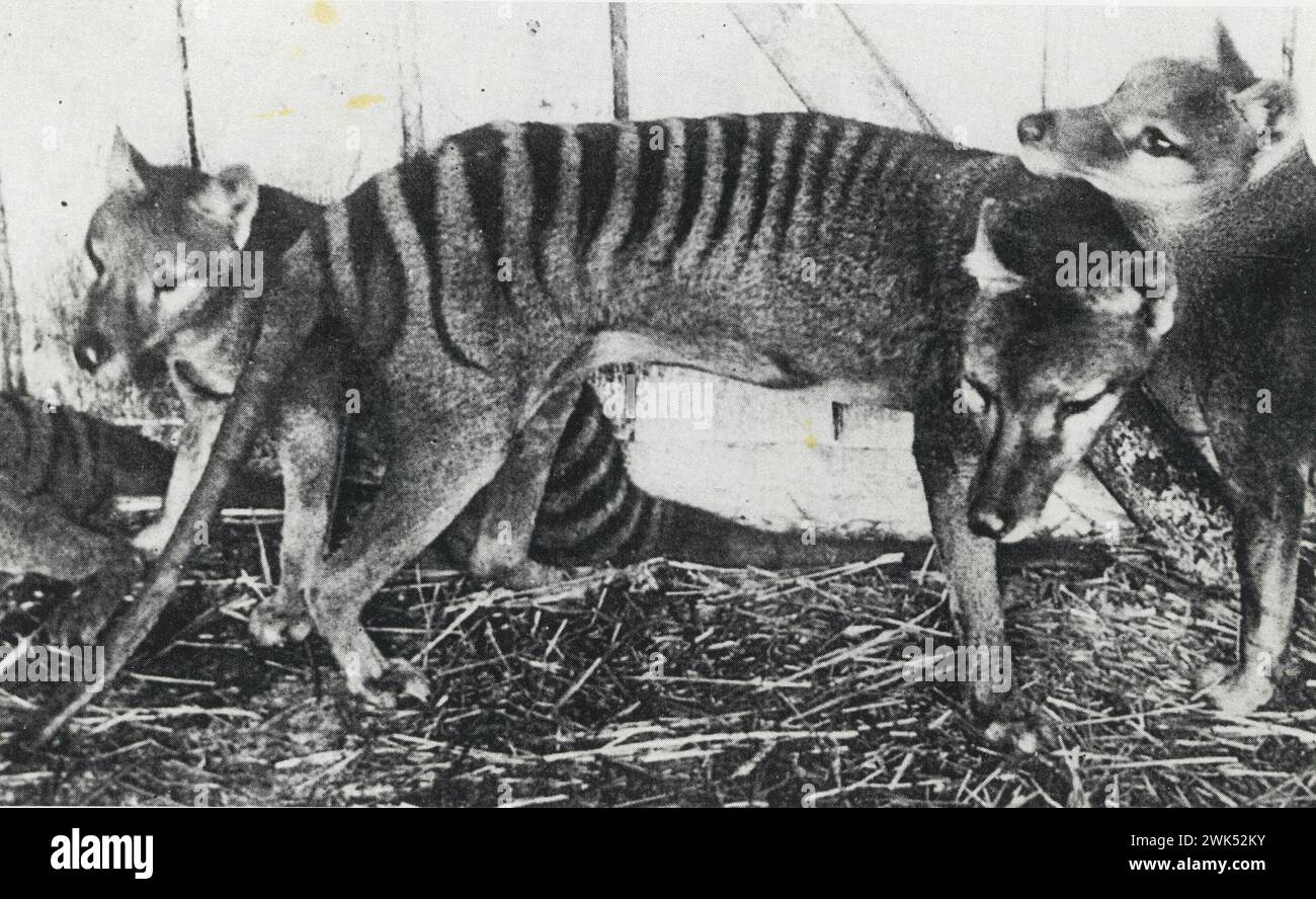 Thylacin, im Beaumaris Zoo, Hobart, CA. 1918, Kopie aus fotomechanischer Quelle, Foto zeigt den inzwischen ausgestorbenen tasmanischen Tiger oder Tylacine im Beaumaris Zoo in Hobart im Jahr 1918 Stockfoto