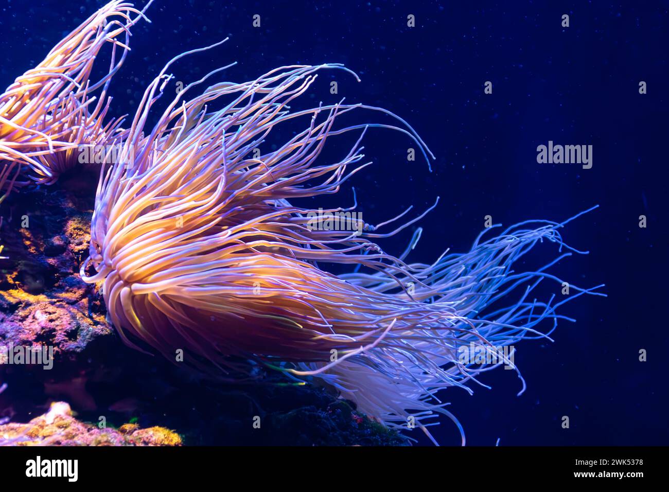 Eine Anemone, die die Meeresströmung bewegt, ihre orangen Tentakel und einen dunkelblauen Hintergrund Stockfoto