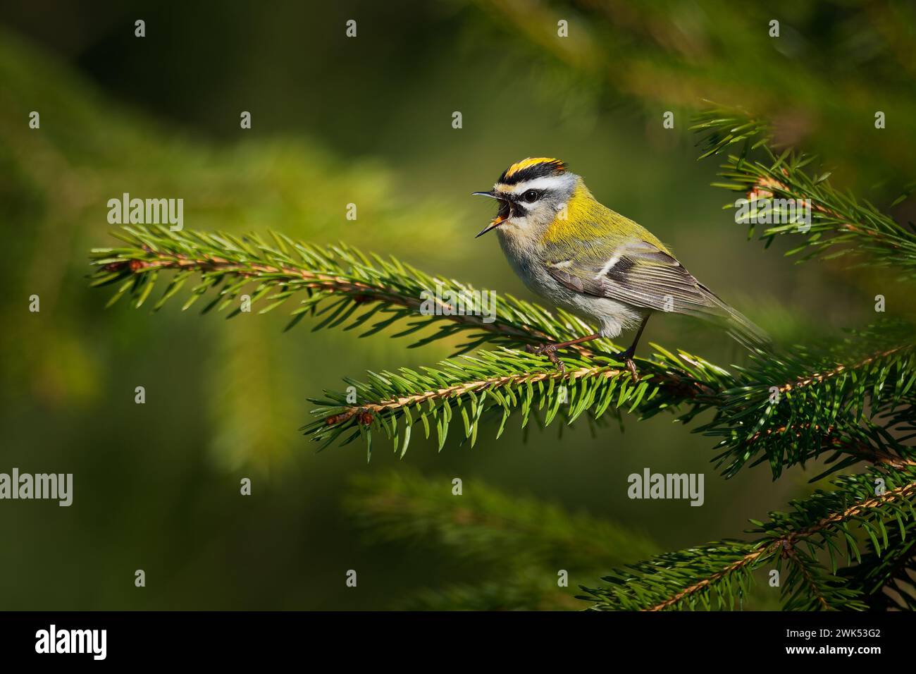 Firecrest - Regulus ignicapilla kleiner Waldvogel mit gelbem Wappen, der im dunklen Wald singt, sehr kleiner Passerinvogel in der Königsfamilie. S Stockfoto