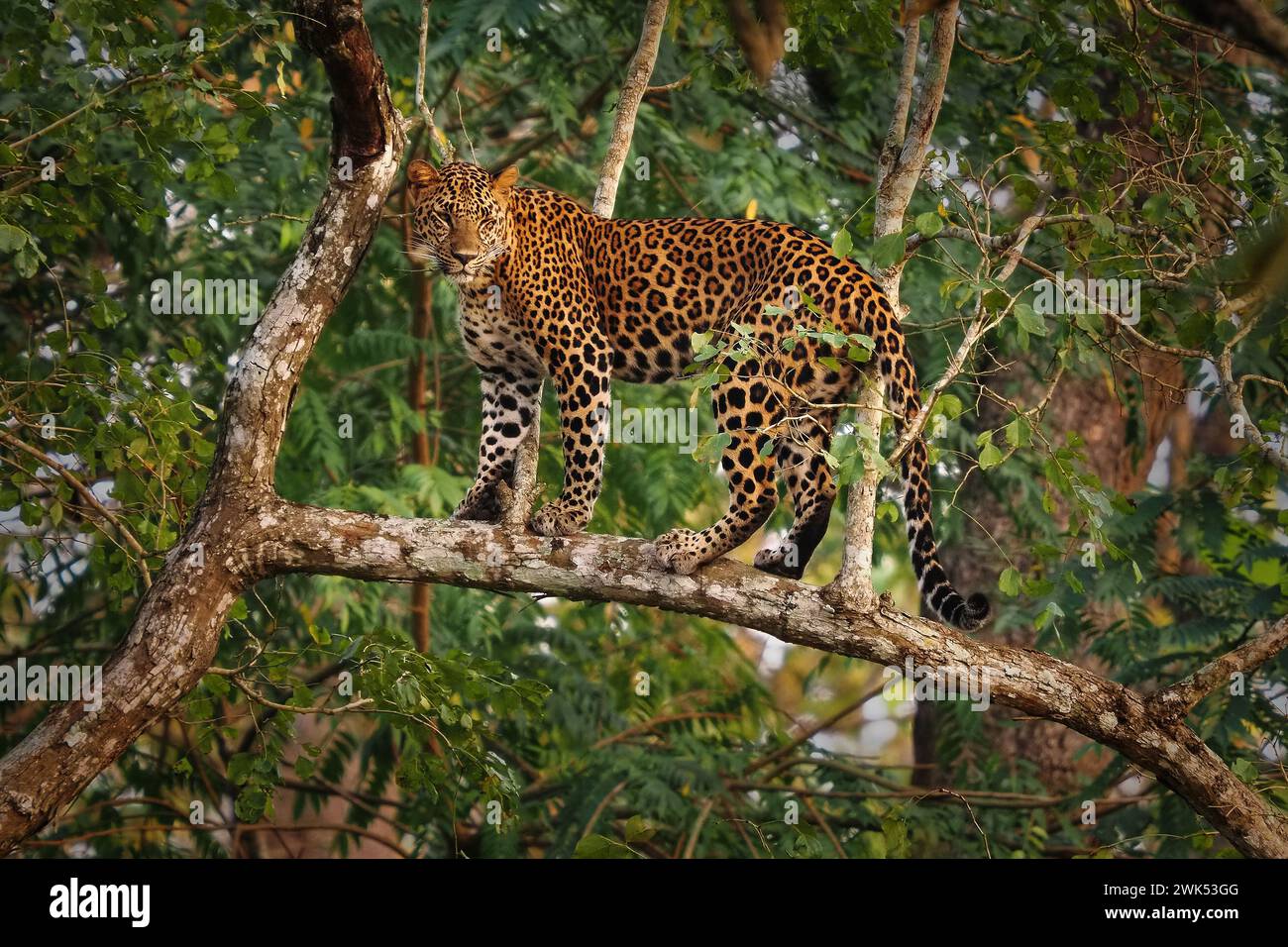 Leopard - Panthera pardus, große gefleckte gelbe Katze im Baum in Indien oder Afrika, Gattung Panthera Katzenfamilie Felidae, Sonnenuntergang Porträt auf dem Baumstand Stockfoto