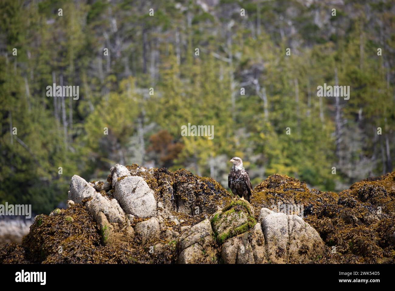 Unreifer oder untererwachsener Weißkopfseeadler, der sich umsieht, während er auf einem Felsen sitzt, der mit Algen bedeckt ist und im Hintergrund Bäume trägt, Central British Columbia Stockfoto