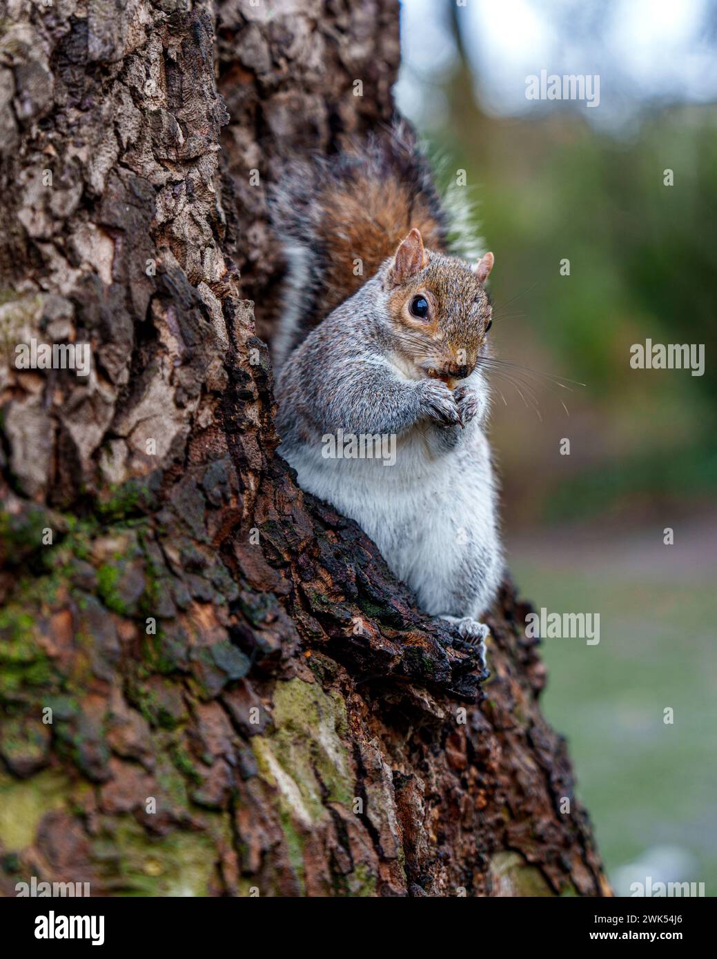 Ein Eichhörnchen auf einem Metallzaun mit grasbewachsenem Hintergrund in St. James's Park, London Stockfoto