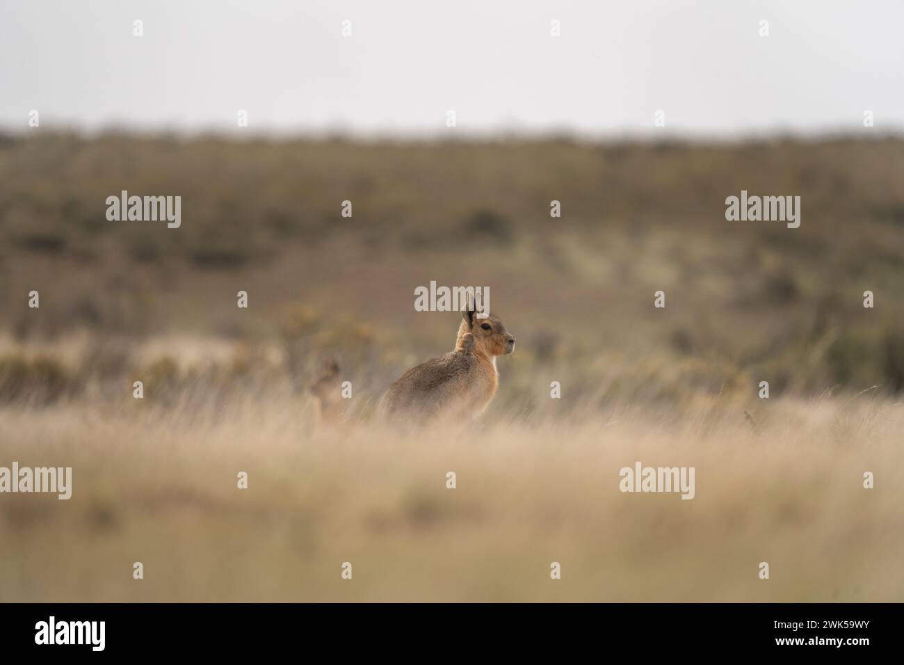 Patagonischer Mara ernährt sich auf der Weide. Kleines Nagetier mit langen Ohren auf der Halbinsel Valdés. Seltenes Nagetier, das wie rabit aussieht. Stockfoto
