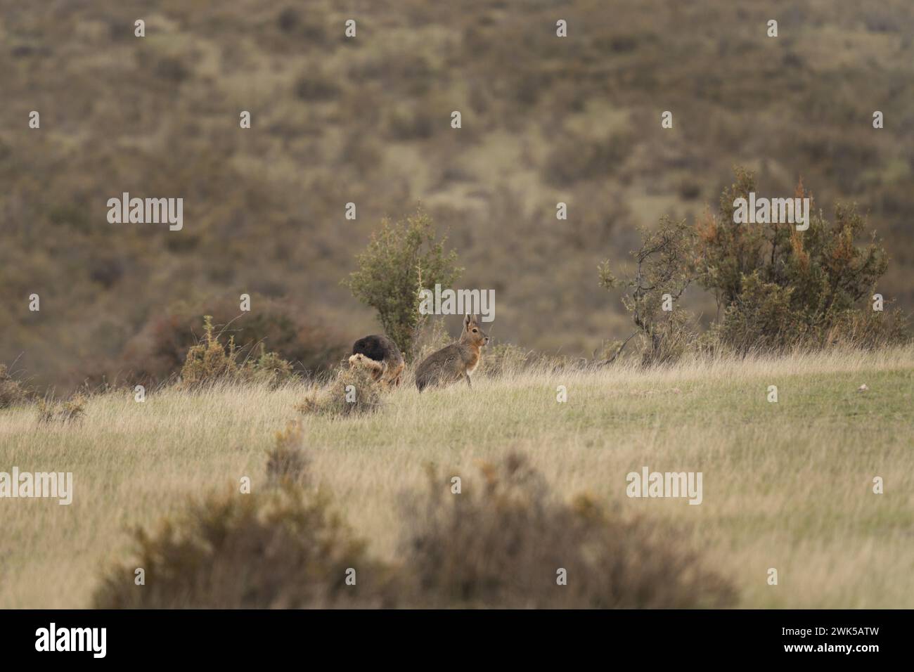 Patagonischer Mara ernährt sich auf der Weide. Kleines Nagetier mit langen Ohren auf der Halbinsel Valdés. Seltenes Nagetier, das wie rabit aussieht. Stockfoto
