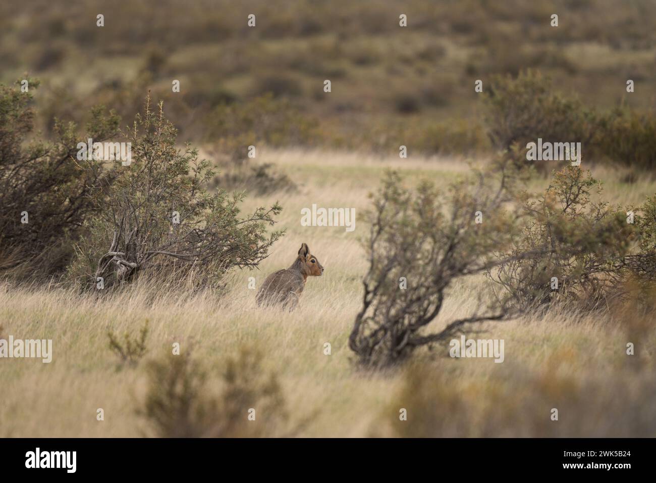 Patagonischer Mara ernährt sich auf der Weide. Kleines Nagetier mit langen Ohren auf der Halbinsel Valdés. Seltenes Nagetier, das wie rabit aussieht. Stockfoto