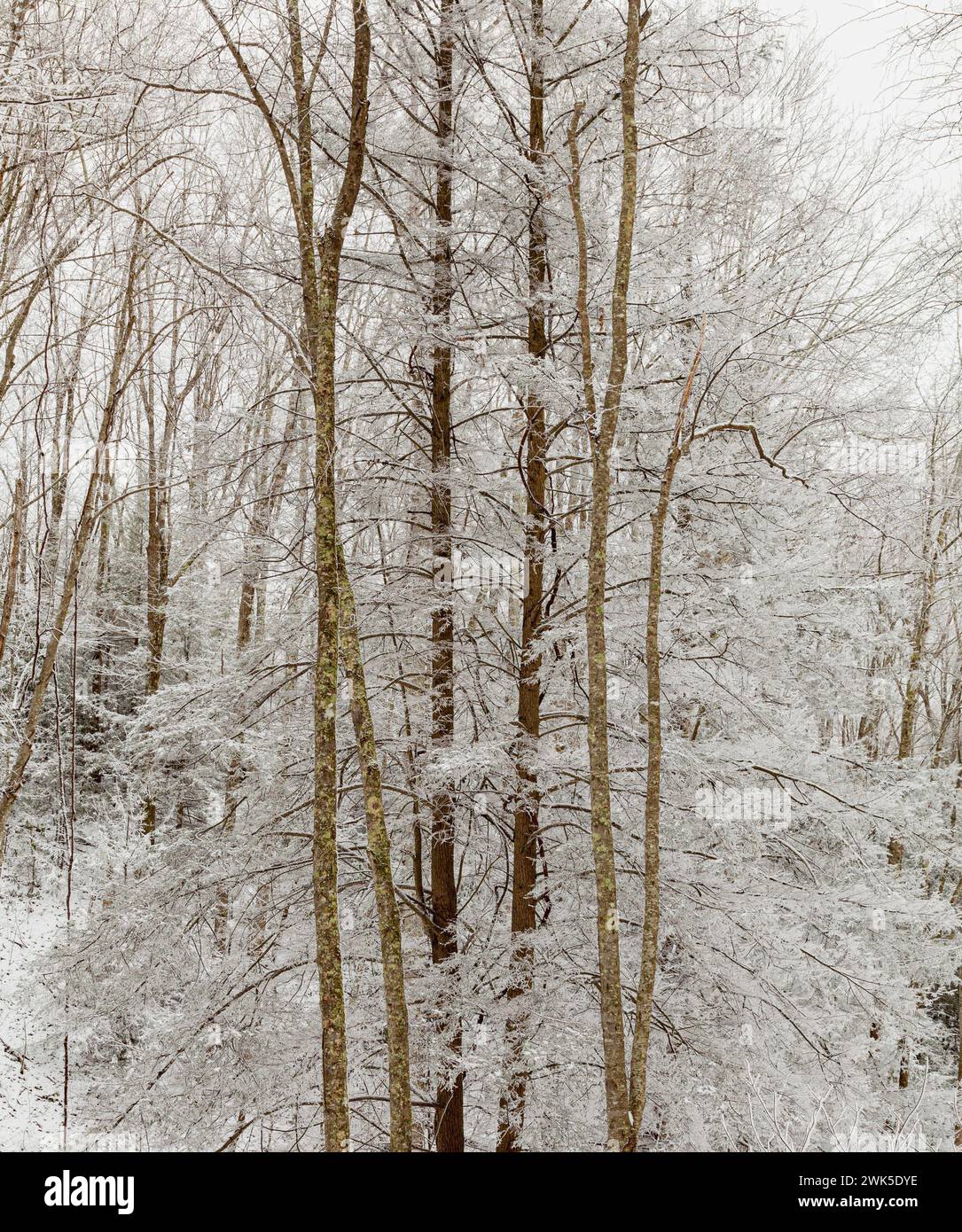 Winterschnee auf dem Highway 32 in Cosby, Tennessee Stockfoto