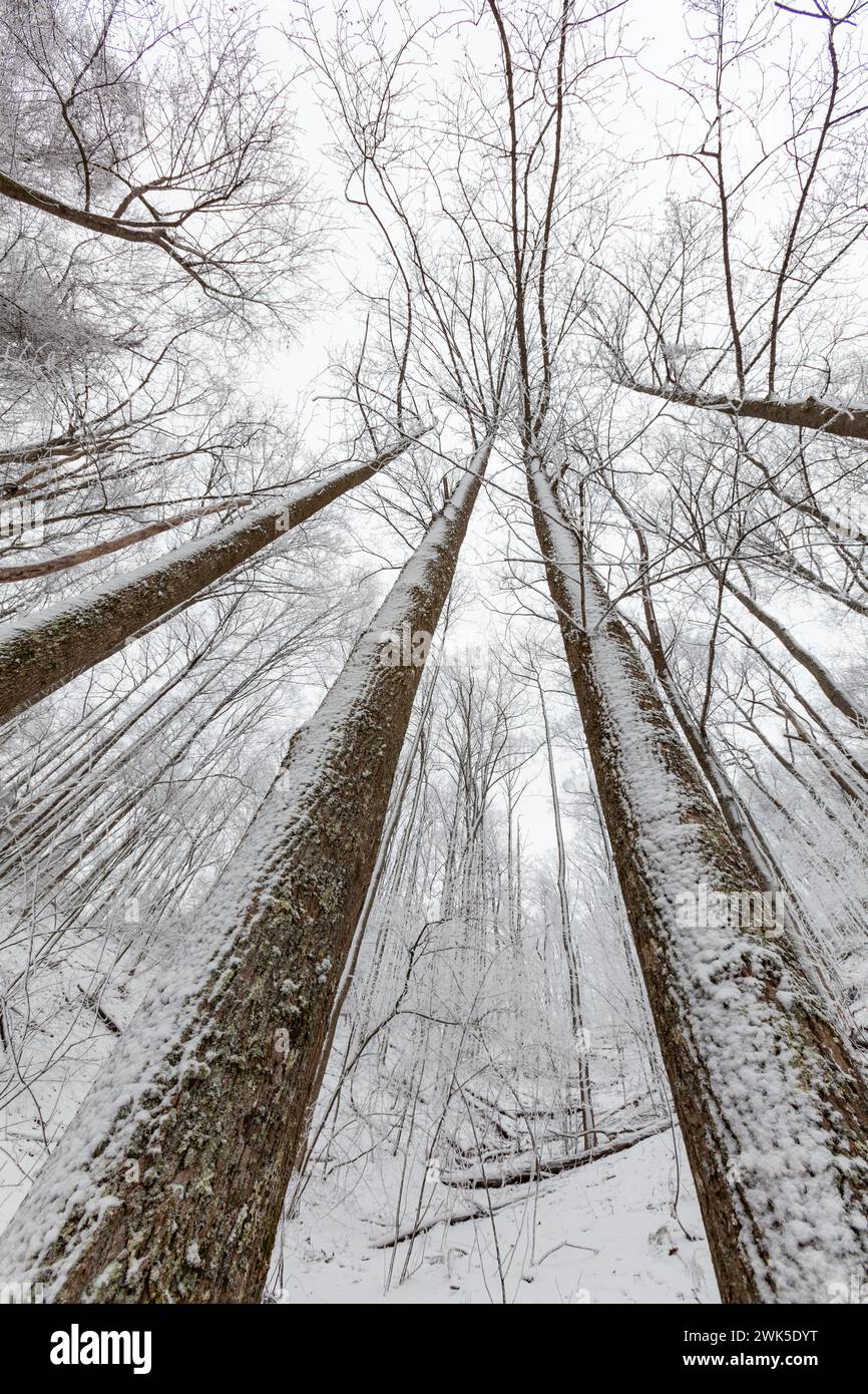 Winterschnee auf dem Highway 32 in Cosby, Tennessee Stockfoto