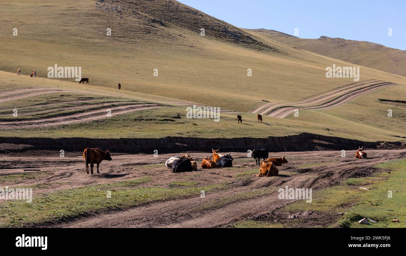 Kühe grasen mitten auf einem wilden Pfad mitten in der zentralen mongolischen Tiefebene. Stockfoto