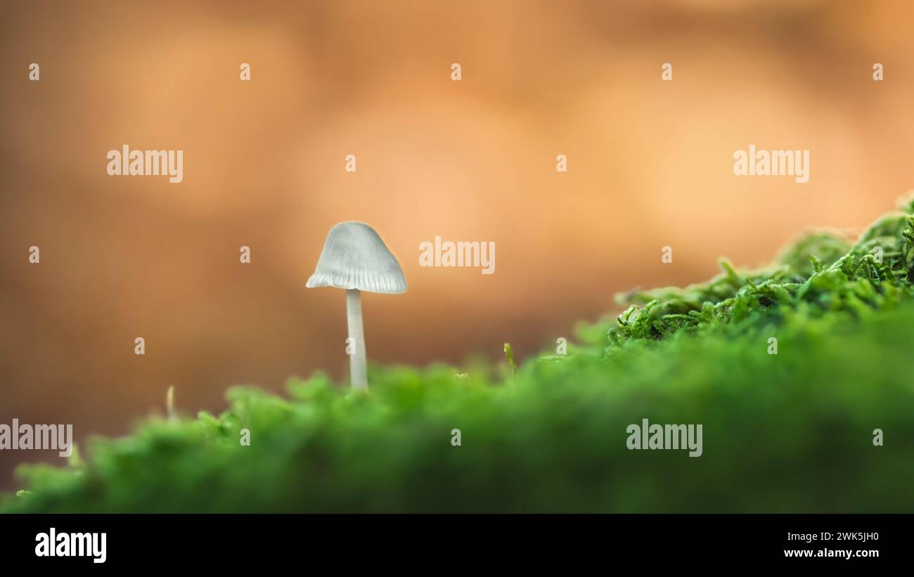 Makrophotographie und Nahaufnahme eines einzelnen winzigen Pilzes in Moos, niedrigem Winkel, orange-pfirsichfarbenem Bokeh-Hintergrund, Negativraum, Kopierraum, Minimalismus, 16:9 Stockfoto