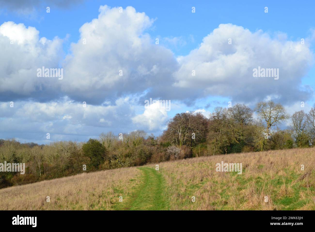 An einem milden Tag Mitte Februar in der Nähe des Dorfes Downe, der Heimat von Charles Darwin. Gräser, Wälder, sonniger Himmel und Kumuluswolken, Hügel. Stockfoto