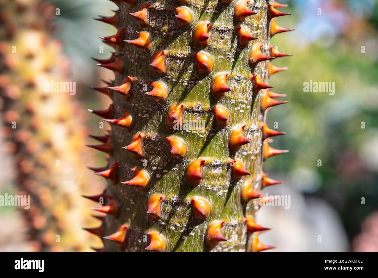 Stacheliger Stamm eines tropischen Baumes in einem botanischen Garten, Nahaufnahme Stockfoto