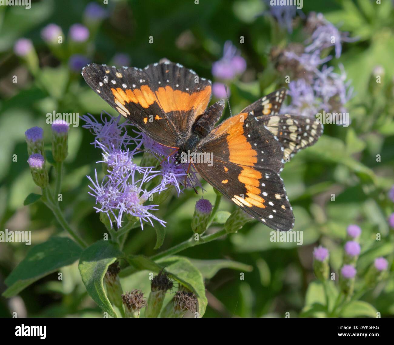 Umrandeter Fleckenfalter (Chlosyne lacinia), auf blauen Nebelblumen (Conoclinium coelestinum), National Buttefly Center, Mission, Texas Stockfoto