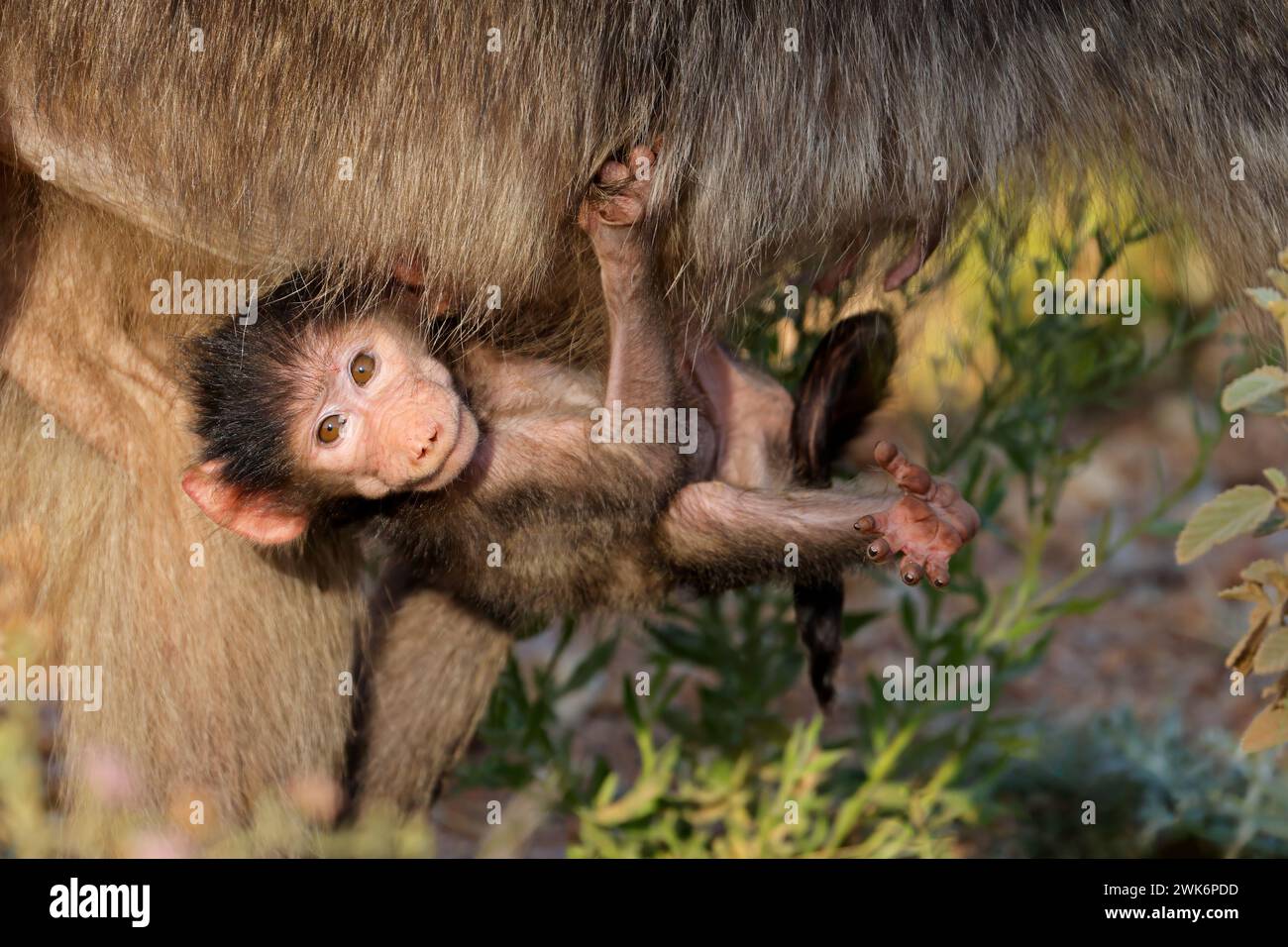 Ein Baby-Chacma-Pavian (Papio ursinus) hängt an seiner Mutter, Kruger-Nationalpark, Südafrika Stockfoto