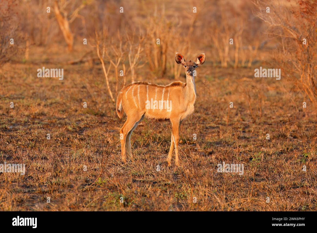 Eine junge weibliche Kudu-Antilope (Tragelaphus strepsiceros), Kruger-Nationalpark, Südafrika Stockfoto