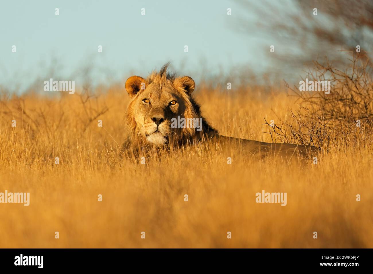 Großen männlichen afrikanischen Löwen (Panthera Leo) im frühen Morgenlicht, Kalahari-Wüste, Südafrika Stockfoto