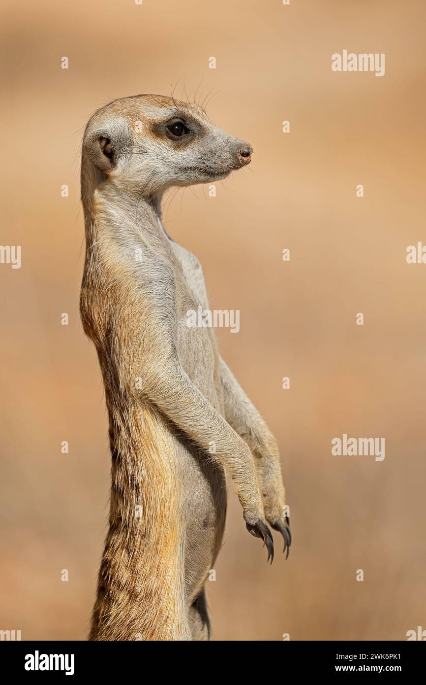 Porträt eines Alarmmeerkats (Suricata suricatta), der auf Wache steht, Kalahari Wüste, Südafrika Stockfoto