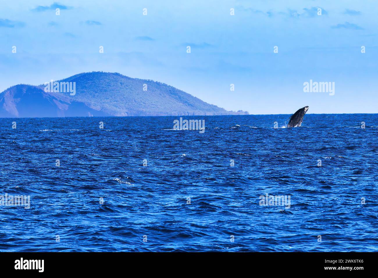 Entfernter Buckelwal, der in der Ferne durchbricht. Stockfoto