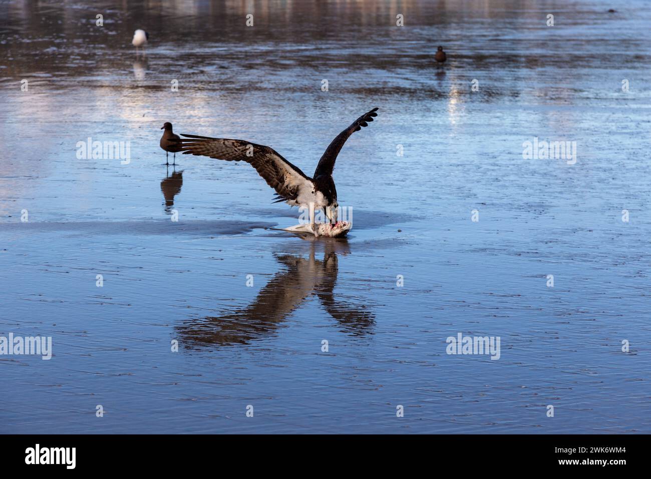 Predator Hawk Bird Nature Hunting Fressing Fish on Beach Surf. La Jolla Shores Pazifikküste Niedrigwasser nahe San Diego Kalifornien USA Stockfoto