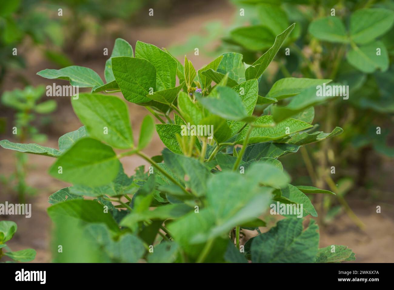 Firmat, Argentinien. Februar 2024. Ein Sojabohnenfeld in Firmat. Dank der reichlichen Regenfälle von El Niño wird für die Ernte 2024 ein Wachstum von 138 % gegenüber 2023 prognostiziert, die beste Ernte seit fünf Jahren und ein Hauch frischer Luft in Argentiniens kritischer Wirtschaft. Quelle: SOPA Images Limited/Alamy Live News Stockfoto