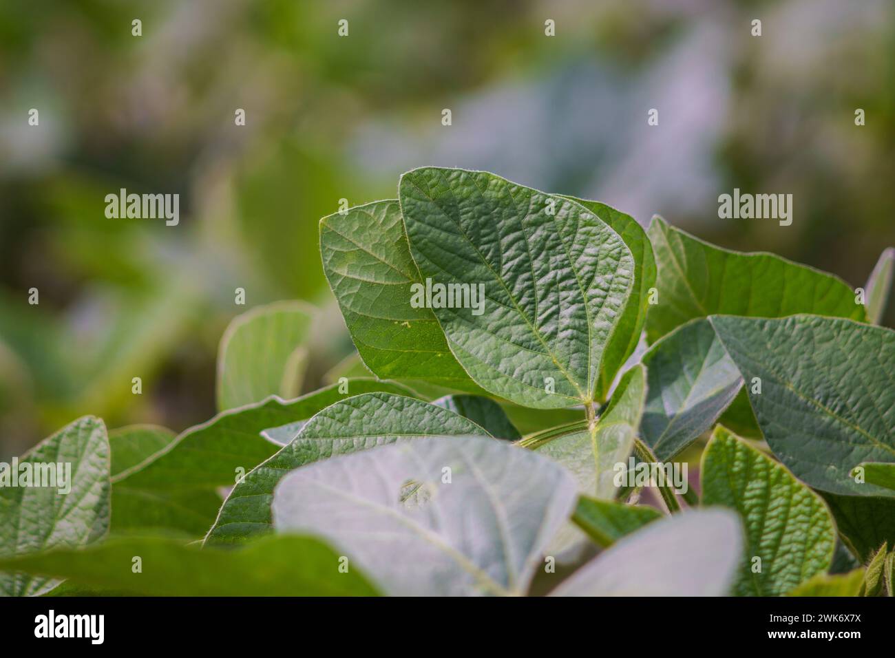 Firmat, Argentinien. Februar 2024. Ein Sojabohnenfeld in Firmat. Dank der reichlichen Regenfälle von El Niño wird für die Ernte 2024 ein Wachstum von 138 % gegenüber 2023 prognostiziert, die beste Ernte seit fünf Jahren und ein Hauch frischer Luft in Argentiniens kritischer Wirtschaft. Quelle: SOPA Images Limited/Alamy Live News Stockfoto