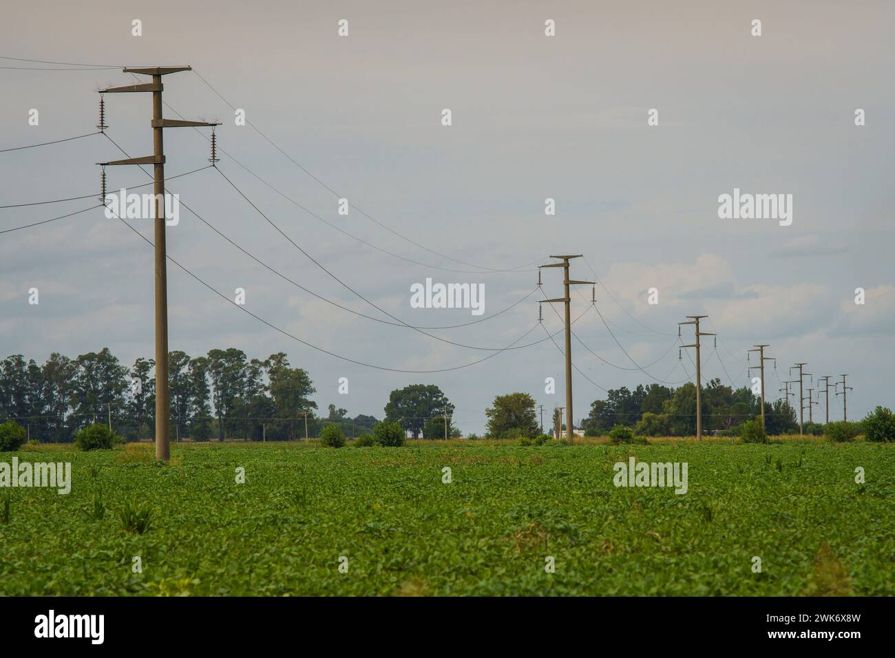 Firmat, Argentinien. Februar 2024. Ein Sojabohnenfeld in Firmat. Dank der reichlichen Regenfälle von El Niño wird für die Ernte 2024 ein Wachstum von 138 % gegenüber 2023 prognostiziert, die beste Ernte seit fünf Jahren und ein Hauch frischer Luft in Argentiniens kritischer Wirtschaft. Quelle: SOPA Images Limited/Alamy Live News Stockfoto