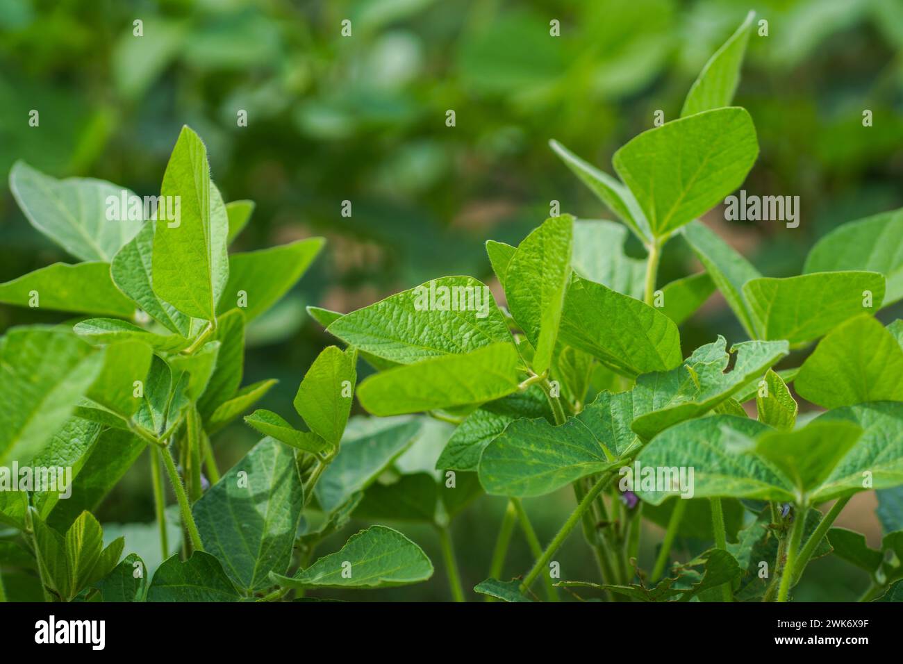 Firmat, Argentinien. Februar 2024. Ein Sojabohnenfeld in Firmat. Dank der reichlichen Regenfälle von El Niño wird für die Ernte 2024 ein Wachstum von 138 % gegenüber 2023 prognostiziert, die beste Ernte seit fünf Jahren und ein Hauch frischer Luft in Argentiniens kritischer Wirtschaft. Quelle: SOPA Images Limited/Alamy Live News Stockfoto