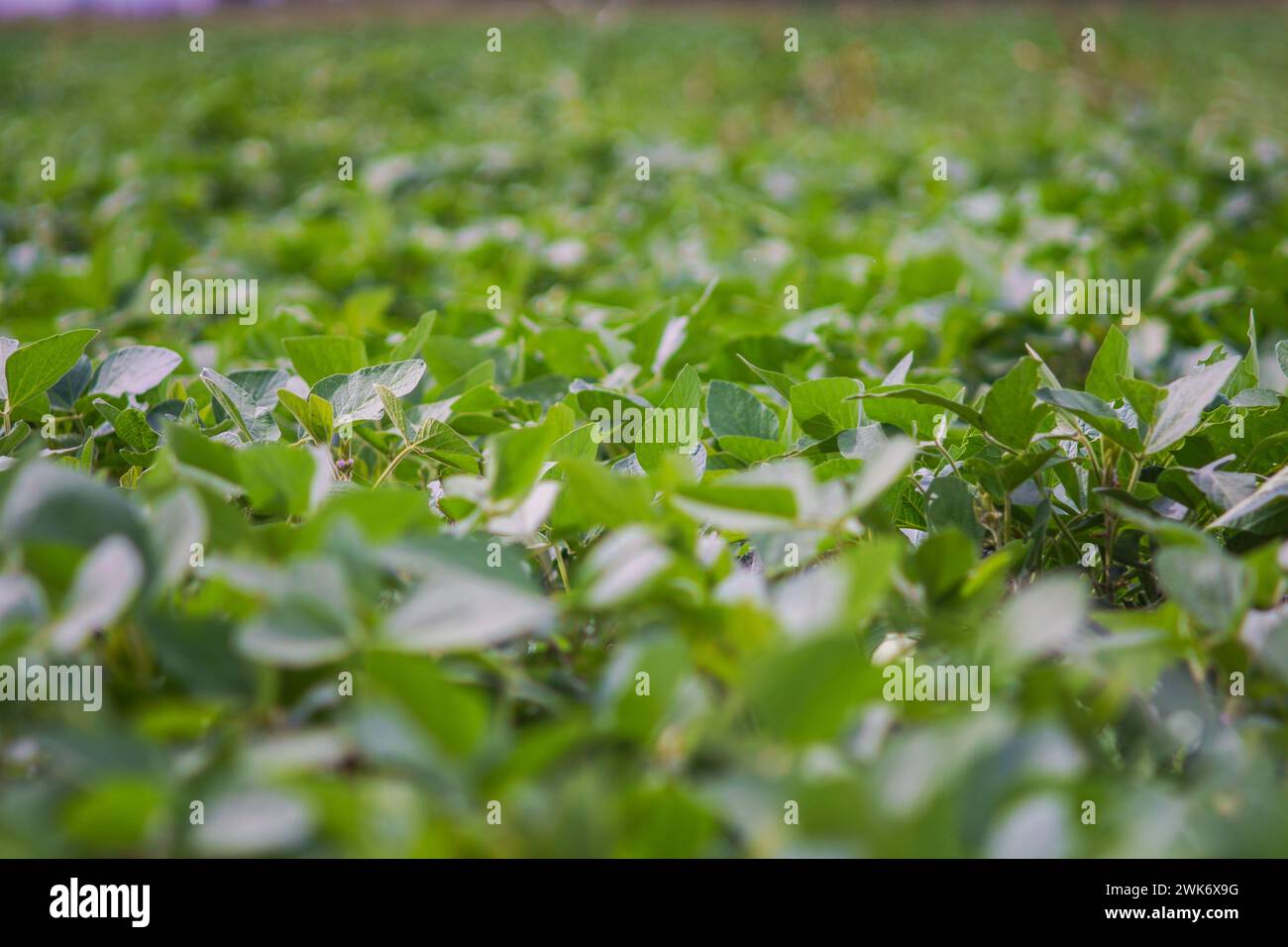 Firmat, Argentinien. Februar 2024. Ein Sojabohnenfeld in Firmat. Dank der reichlichen Regenfälle von El Niño wird für die Ernte 2024 ein Wachstum von 138 % gegenüber 2023 prognostiziert, die beste Ernte seit fünf Jahren und ein Hauch frischer Luft in Argentiniens kritischer Wirtschaft. Quelle: SOPA Images Limited/Alamy Live News Stockfoto