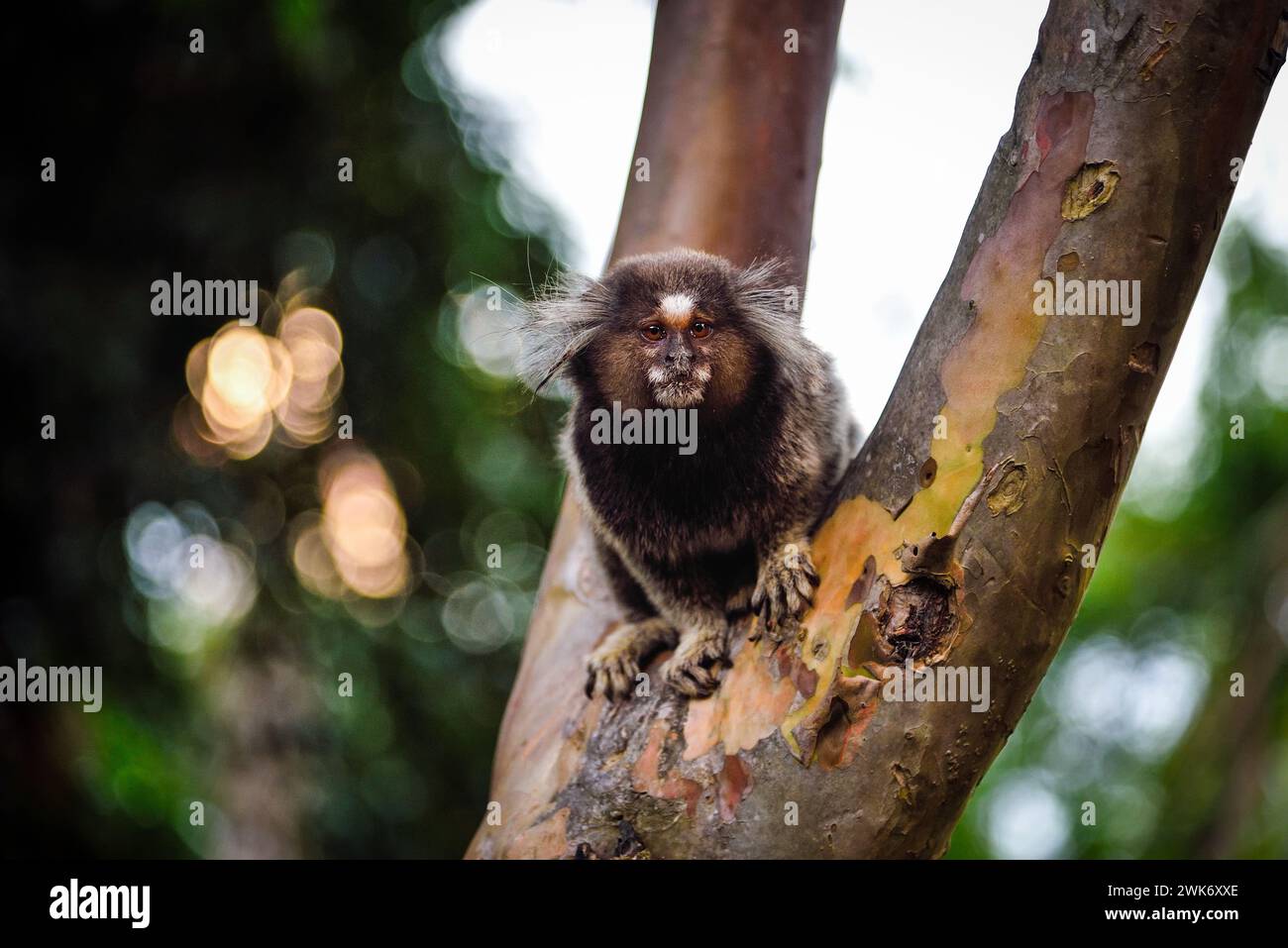 Porträt eines weiß getufteten Marmoset (Callithrix jacchus) auf einem Baum - Rio de Janeiro, Brasilien Stockfoto