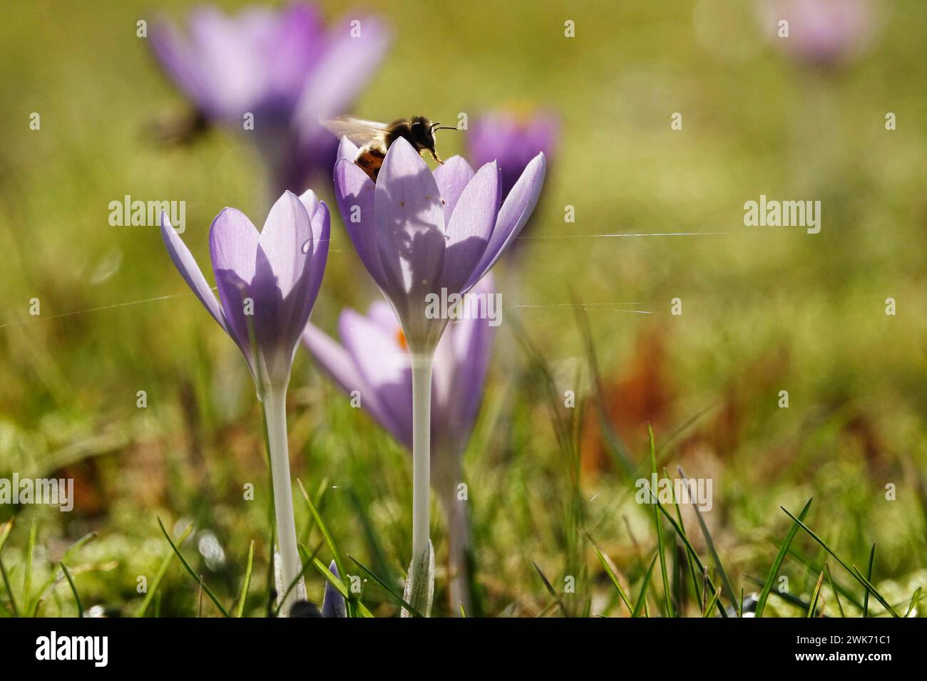 Krokusblüte mit Biene und Bienenschatten, Deutschland Stockfoto