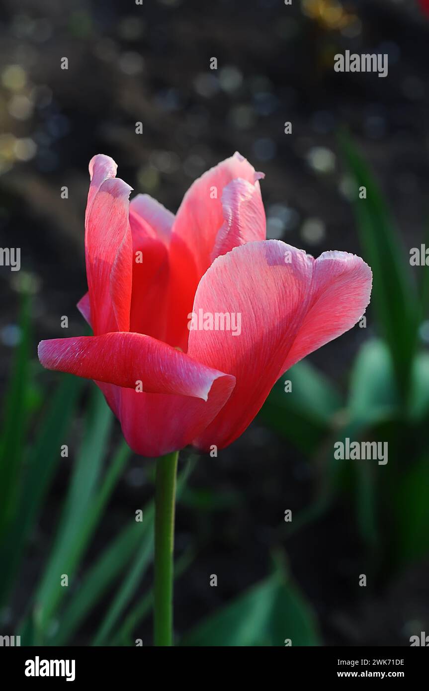 Pinke Tulpenknospe hinter zarten Blütenblättern in Hintergrundbeleuchtung auf dunklem Hintergrund mit selektivem Fokus Stockfoto