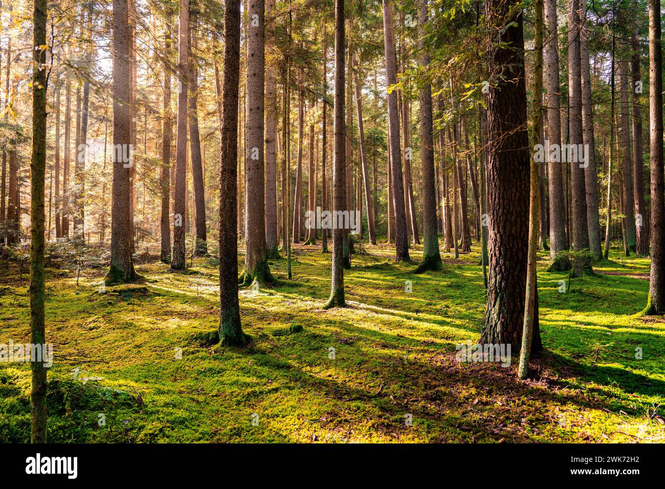 Sonnenstrahlen überfluten einen ruhigen Wald und baden ihn in warmes Licht, Unterhaugstett, Schwarzwald, Deutschland Stockfoto