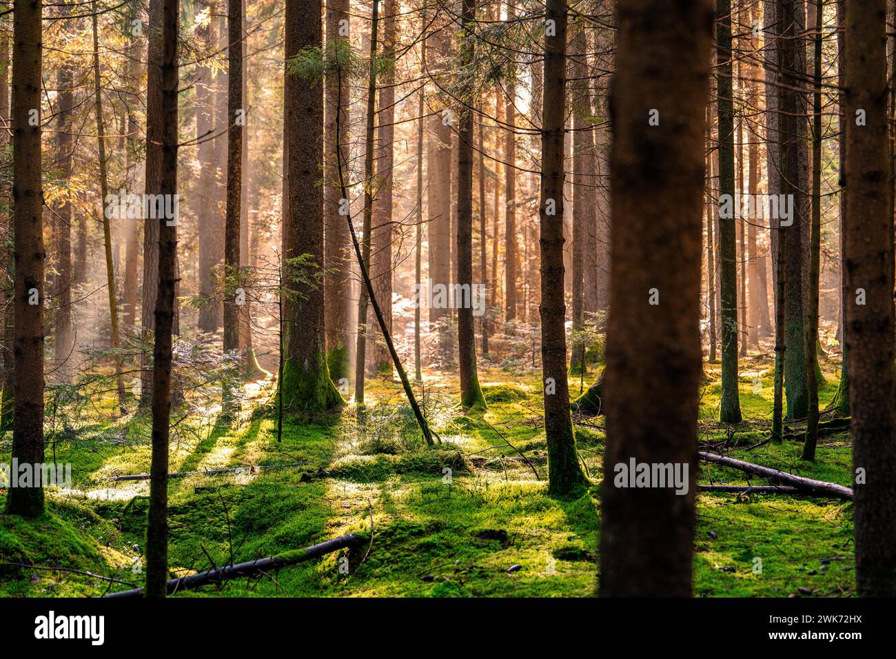 Morgensonne beleuchtet einen ruhigen Wald und schafft lange Schatten, Unterhaugstett, Schwarzwald, Deutschland Stockfoto