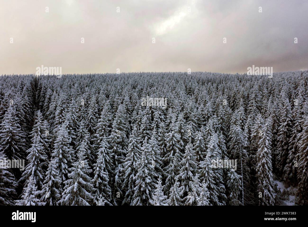 Luftaufnahme des schneebedeckten Waldgebietes im Harz, Sankt Andreasberg, 14.12.2019 Stockfoto
