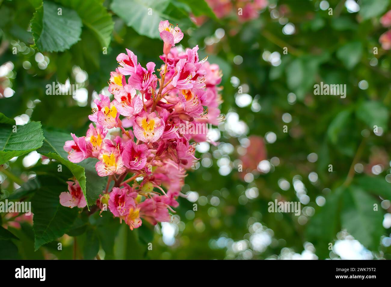 Rote Rosskastanienblüten (Aesculus x carnea). Stockfoto