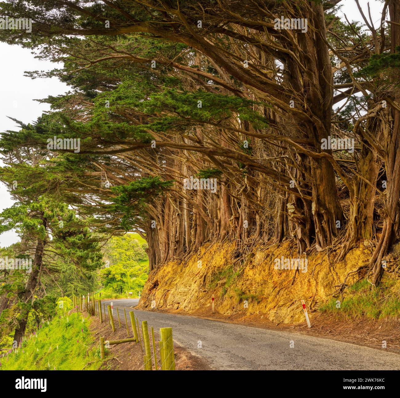 Monterey-Zypresse (Hesperocyparis macrocarpa (Hartw.) Bartel), Big Trees, Otago, Neuseeland Stockfoto
