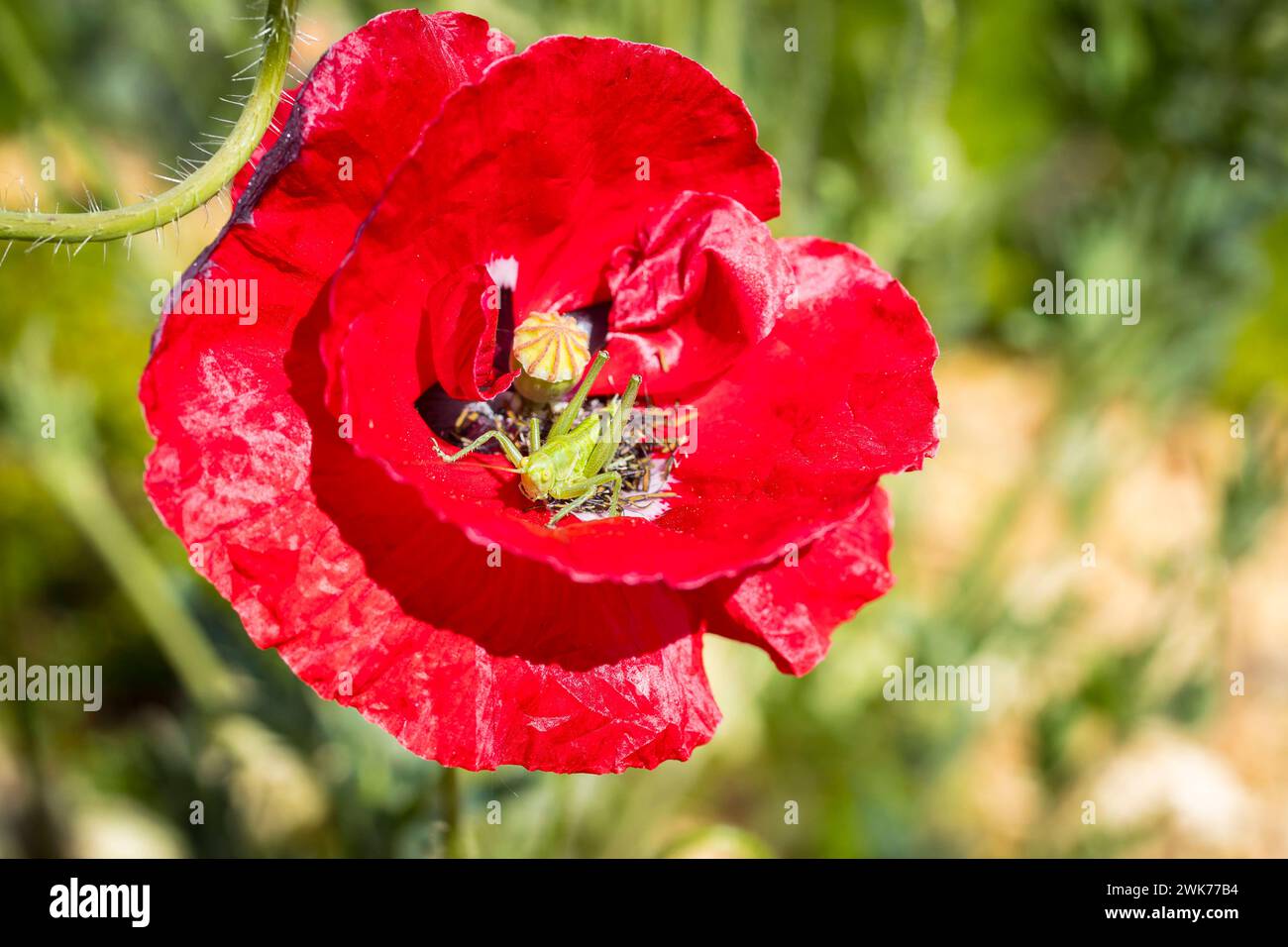 grünes Heupferd Tettigonia auf einer Mohnblüte Papaver *** Grüngrasschrecken Tettigonia auf einem Mohnblumenpapaver Stockfoto