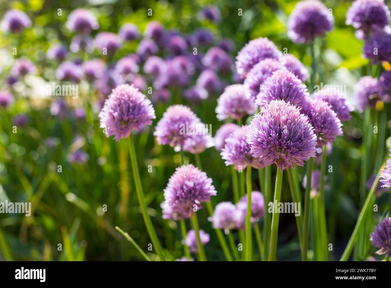 violette Blüten vom Schnittlauch Allium schoenoprasum im Garten *** lila Blüten von Schnittlauch Allium schoenoprasum im Garten Stockfoto