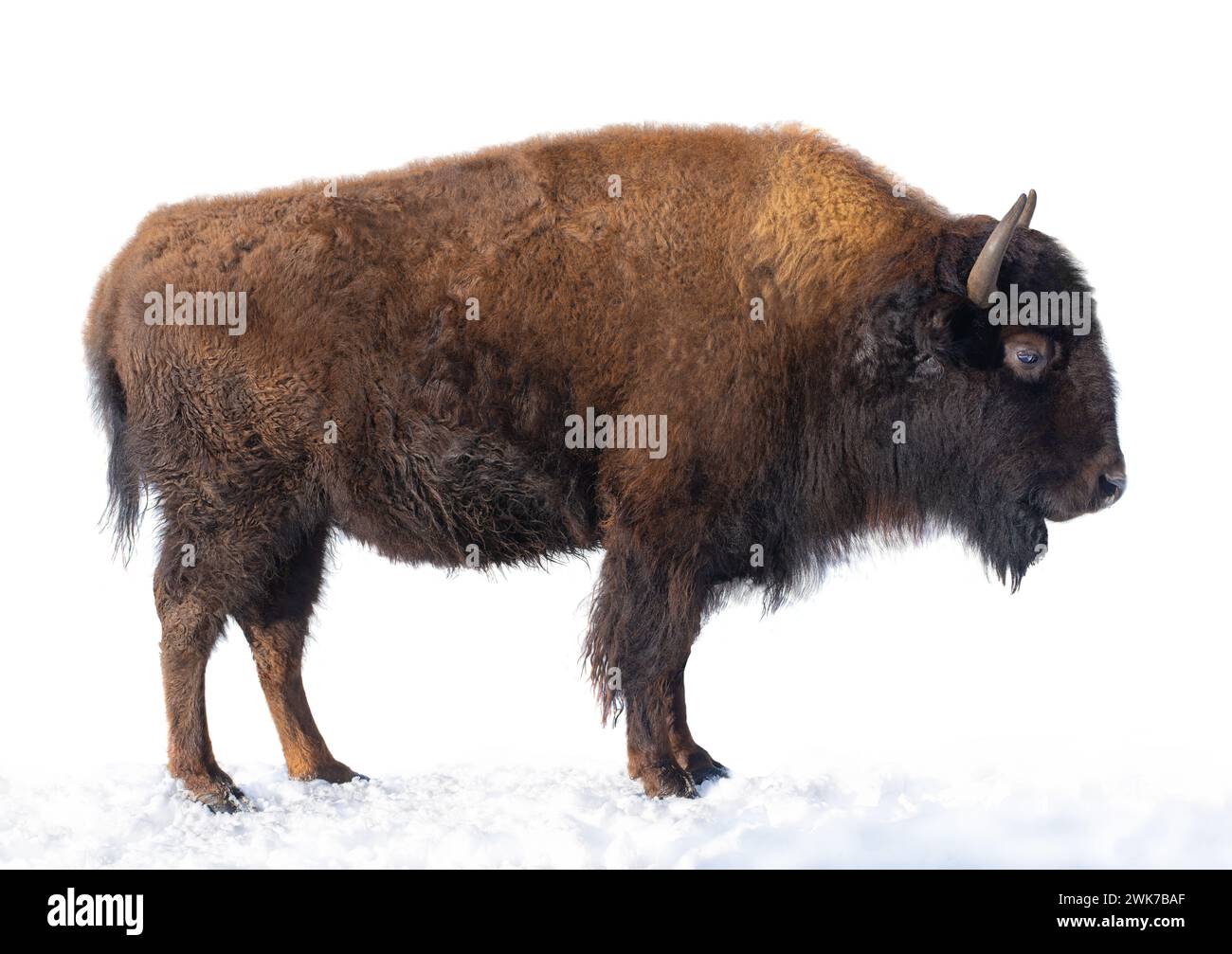 Bison steht im Schnee isoliert auf weißem Hintergrund. Stockfoto