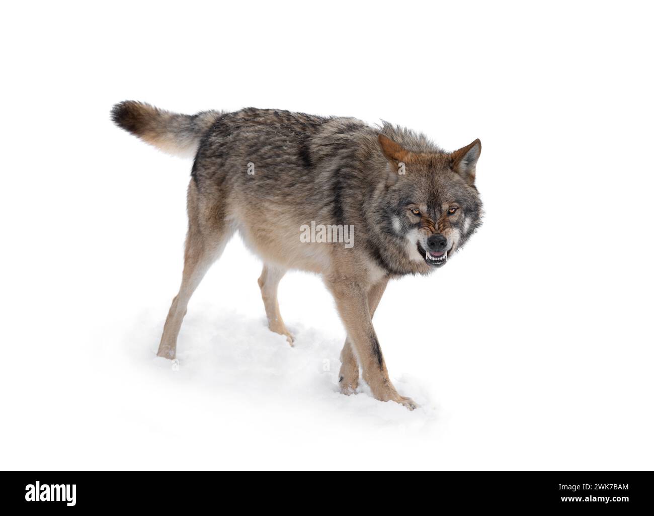 Ein grauer Wolf mit einem Grinsen ist auf weißem Hintergrund isoliert. Stockfoto