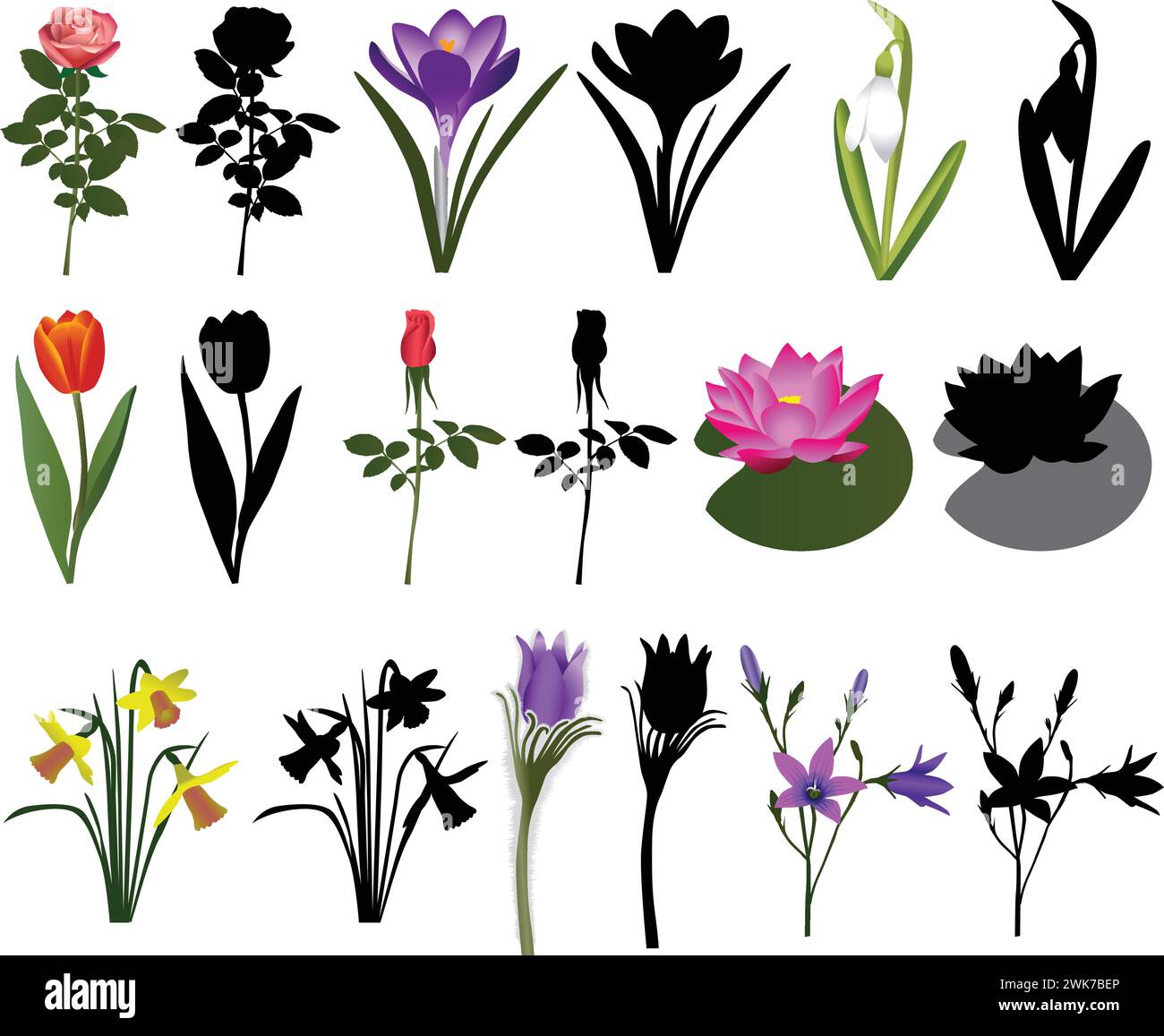 Sammlung verschiedener Blumenarten: Rose, Tulpe, Seerose, Krokus, Narzissen, bellflower, Schneeglöckchen, Pasqueflower. Farbvektor und Silhouette Stock Vektor