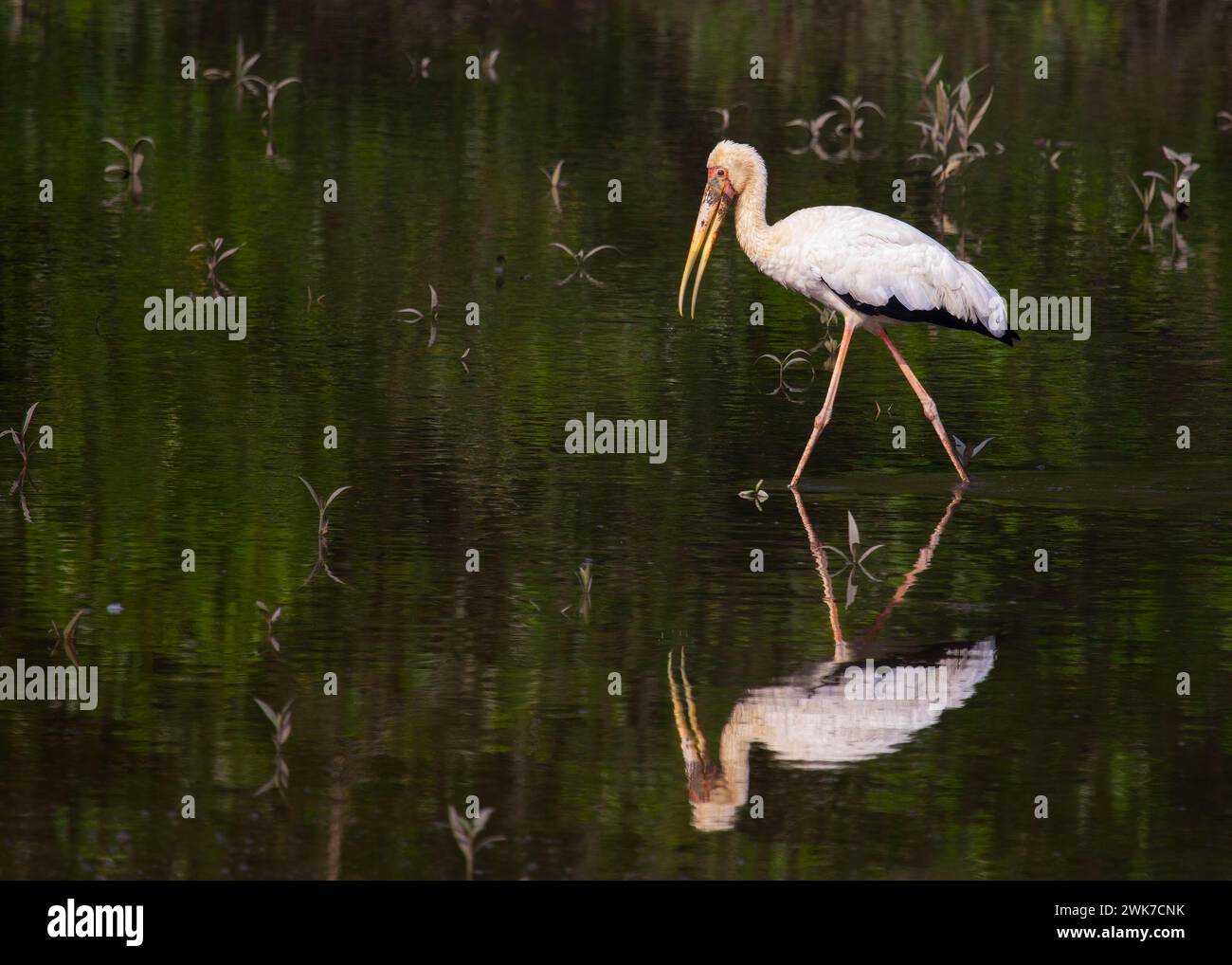 Milchstorch in Singapur Stockfoto