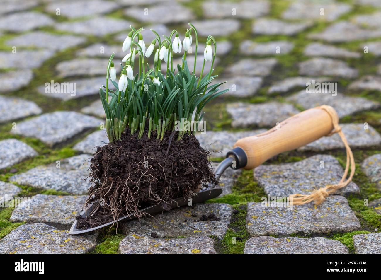 Schneeglöckchen galanthus nivalis auf einer Gartenschaufel Stockfoto