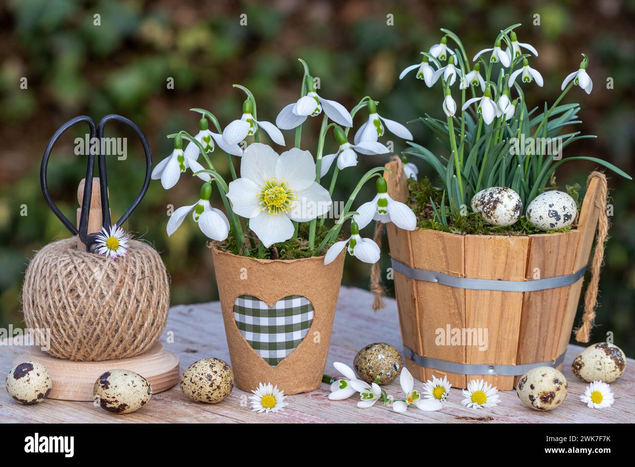 Frühlingsgartenanordnung mit Strauß von helleborus niger und Schneeglöckchen und Garnhalter Stockfoto