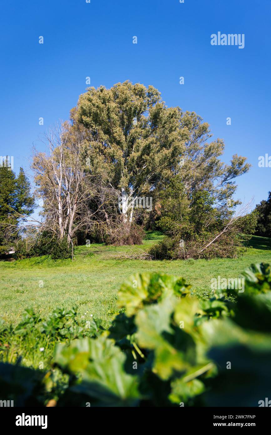 Natur in der Villa Doria Pamphilj - Rom Stockfoto