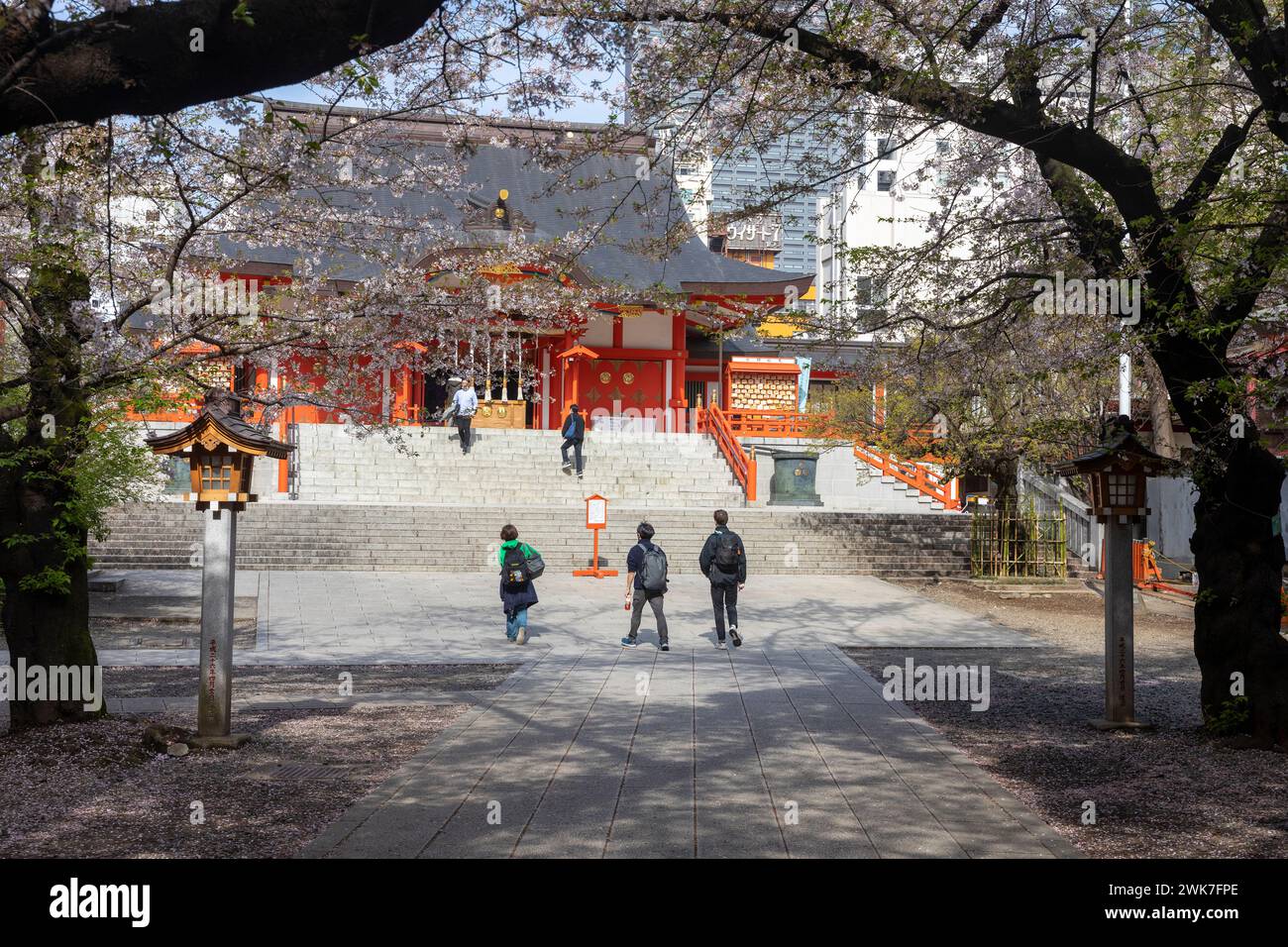 Hanazono-Schrein in Shinjuku Tokio, April 2023 mit Kirschblüten rund um den shinto-Schrein, Japan, Asien Stockfoto