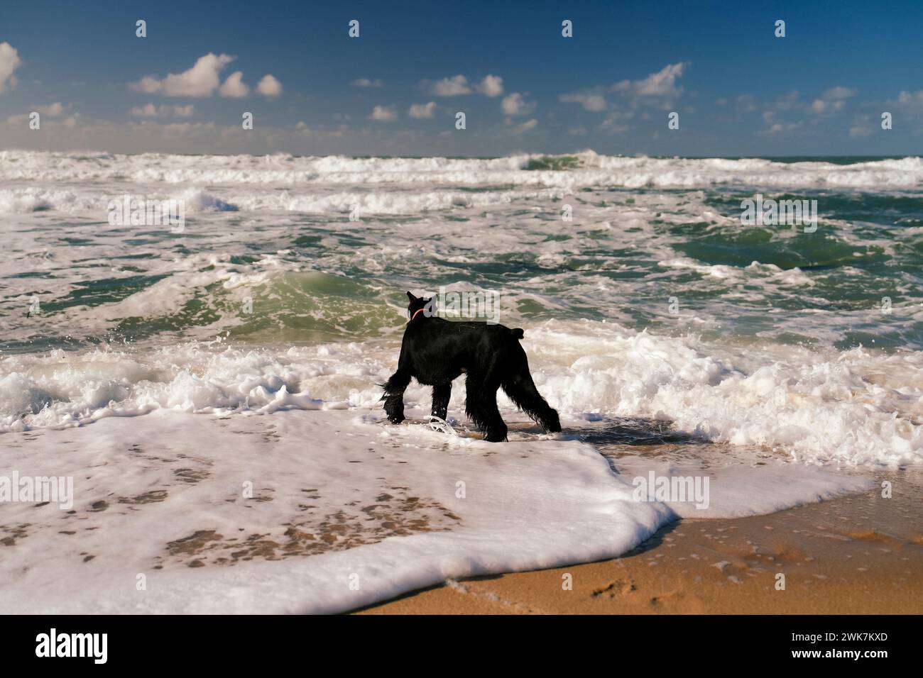 Ein schwarzer Hund, der zum Meer geht Stockfoto