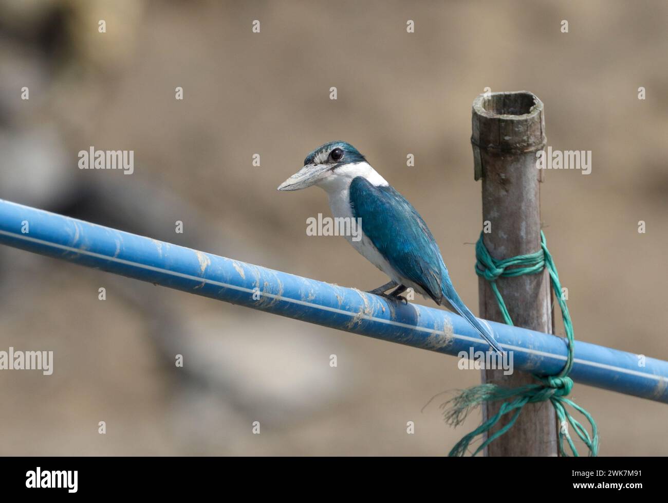 eisvogel mit Kragen, der auf einer Wasserpfeife sitzt. Dieses Foto wurde aus Chittagong, Bangladesch, aufgenommen. Stockfoto
