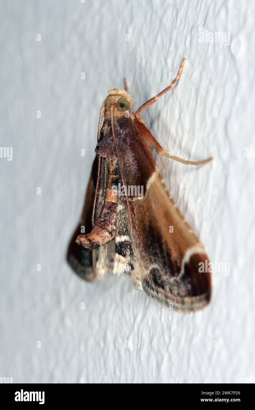 Die Mahlzeit Moth oder Mahlzeit Snout Moth (Pyralis farinalis) ein kosmopolitischer Moth der Familie Pyralidae. Raupen sind Schädlinge von gelagerten Lebensmitteln. Stockfoto